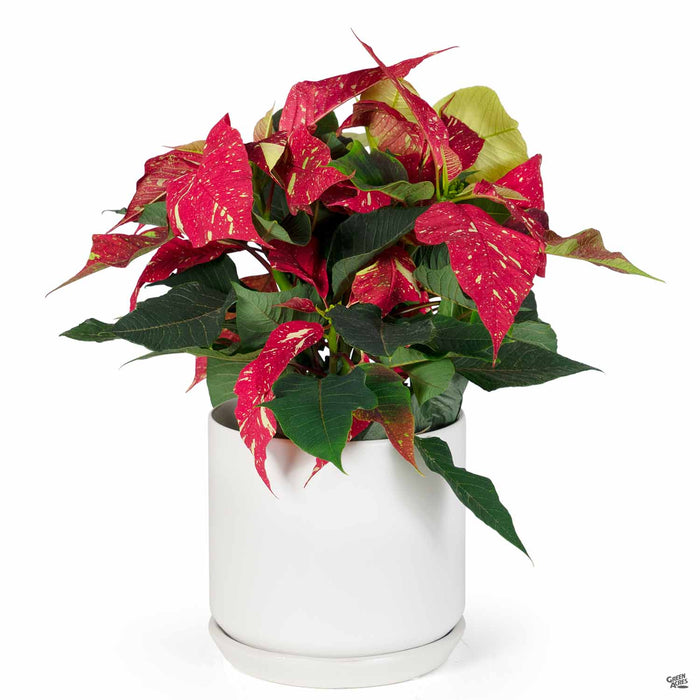 PacHome Cylinder with Attached Saucer in White 6 inch with Poinsettia