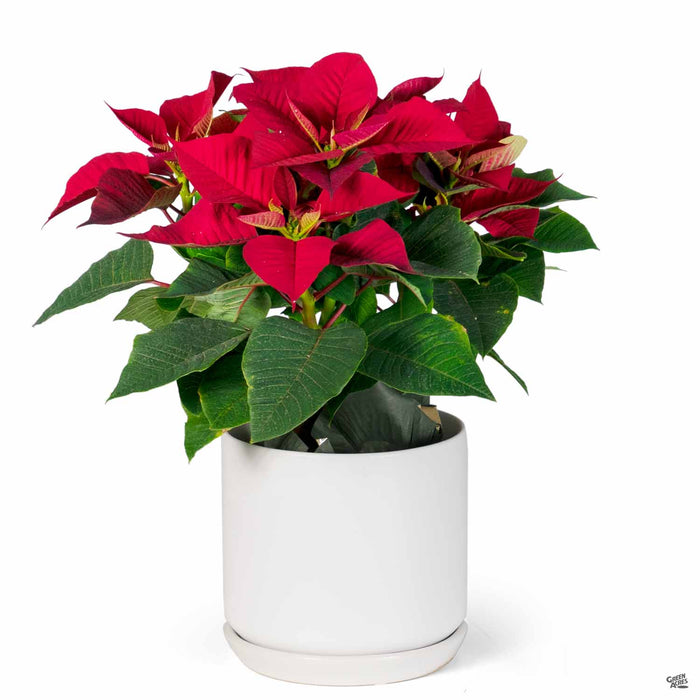 PacHome Cylinder with Attached Saucer 6 inch in White with Poinsettia