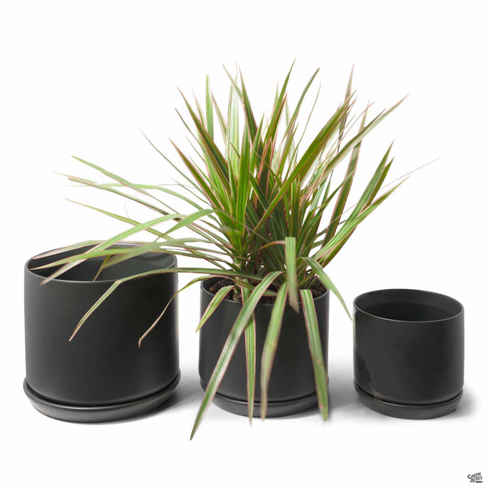 Cylinder with Attached Saucer Planters in Black