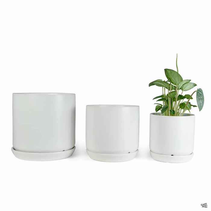 Cylinder with Attached Saucer in White group with plant