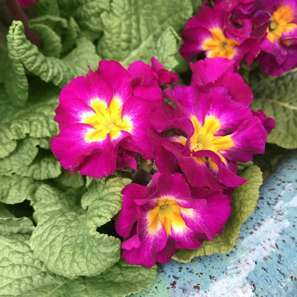 Prim Rose Exploding Primrose Flower