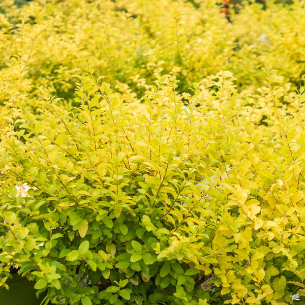 Privet 'Sunshine' — Green Acres Nursery & Supply
