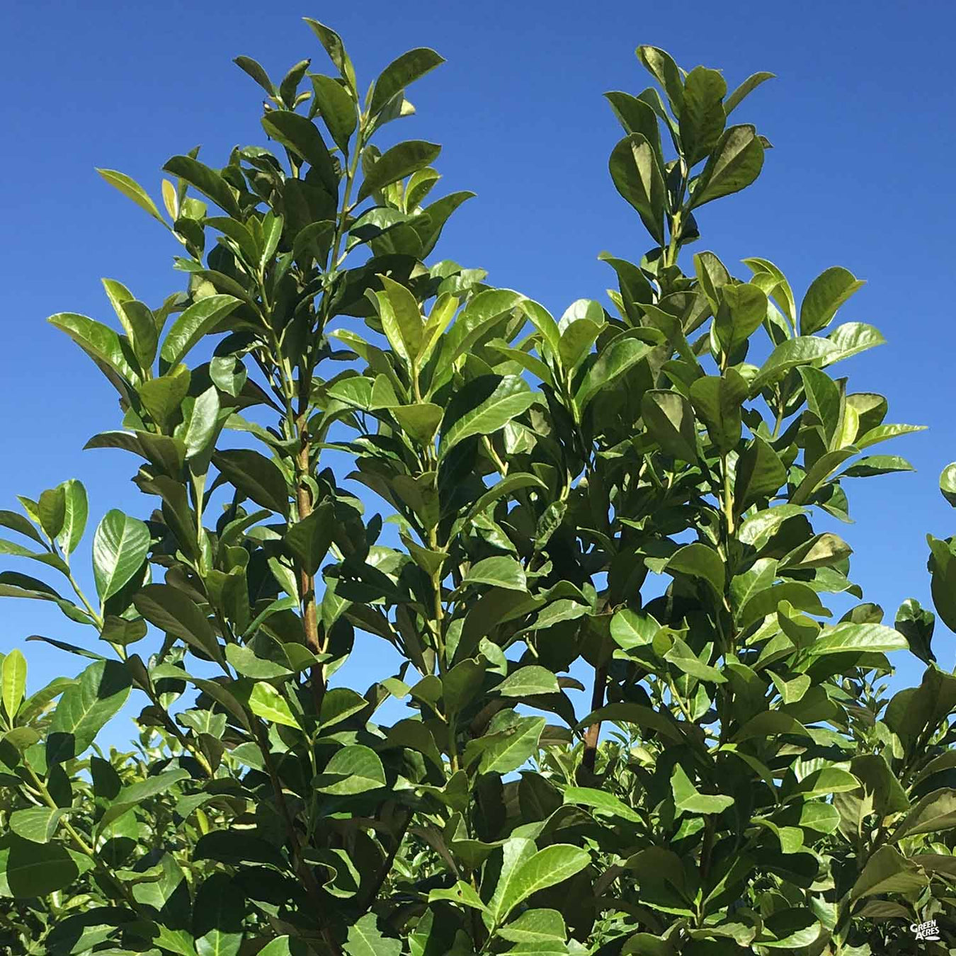 English Laurel