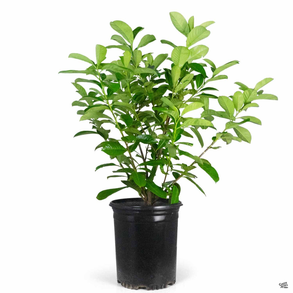 English Laurel — Green Acres Nursery & Supply