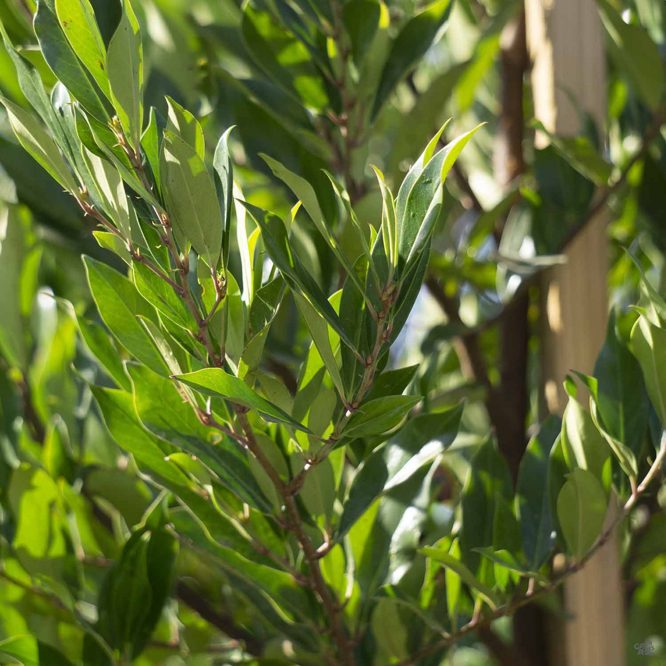 Dwarf Carolina Cherry Laurel