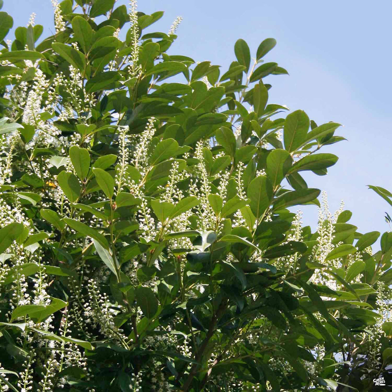 Carolina Cherry Laurel