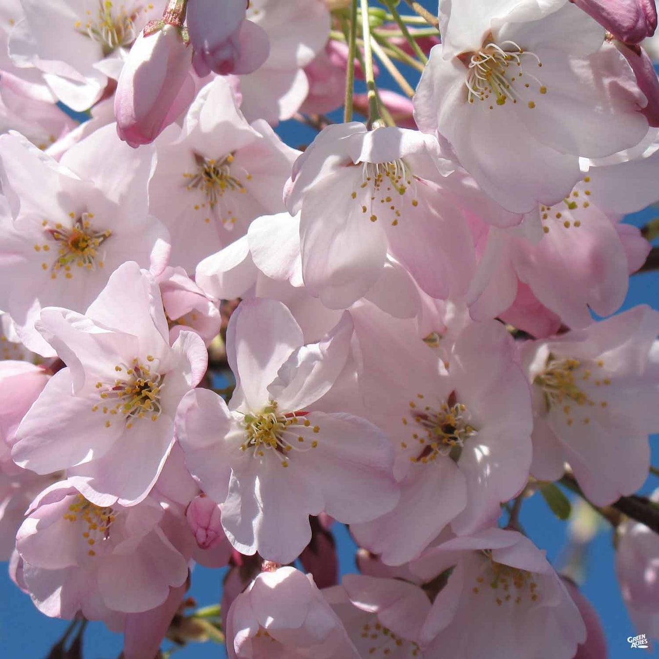 Flowering Cherry Trees