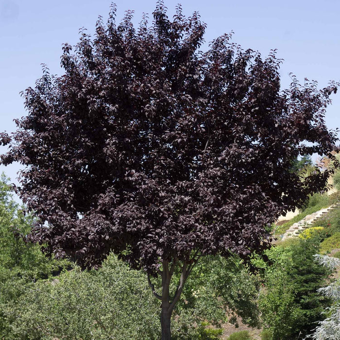 Prunus 'Krauter Vesuvius'
