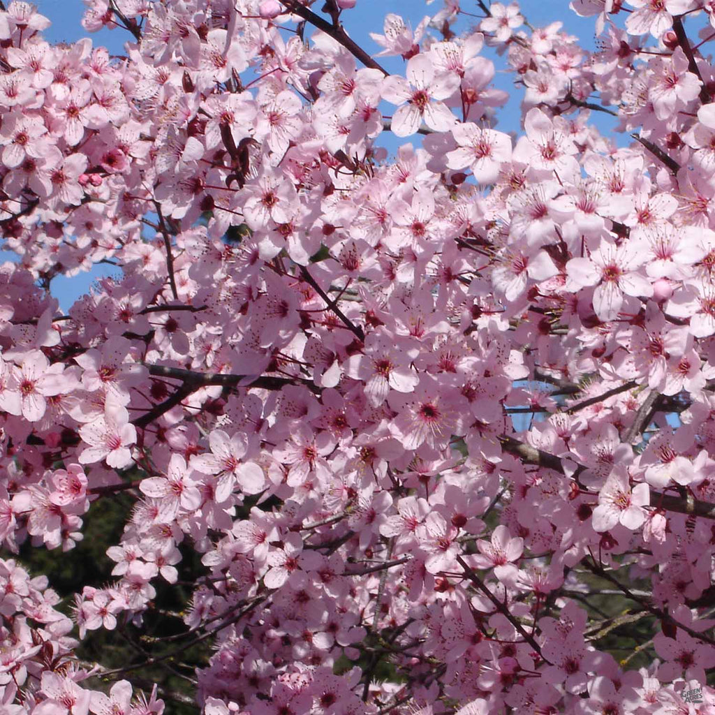 Flowering Plum 'Krauter Vesuvius' — Green Acres Nursery & Supply