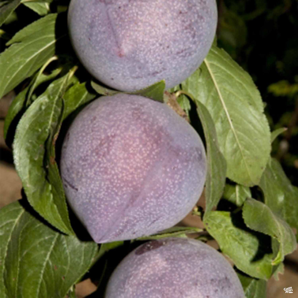 Candy Heart Pluerry™ Interspecific Plum Bareroot — Green Acres Nursery ...