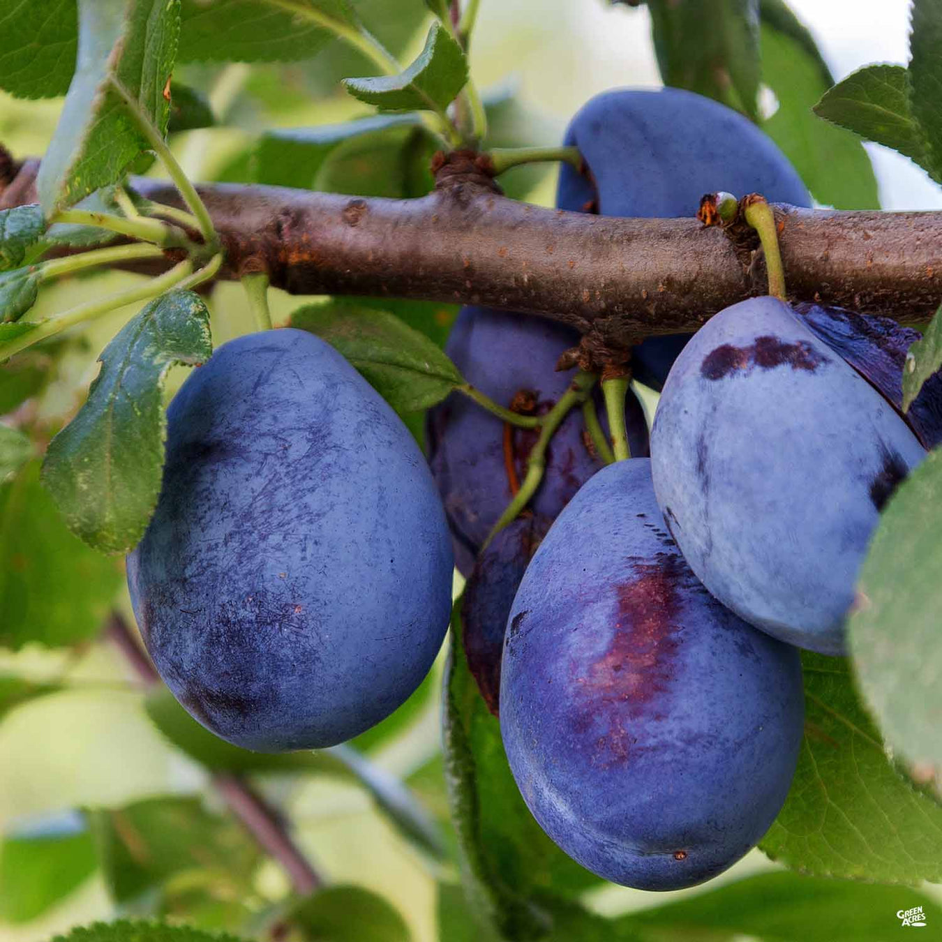 Prune Trees