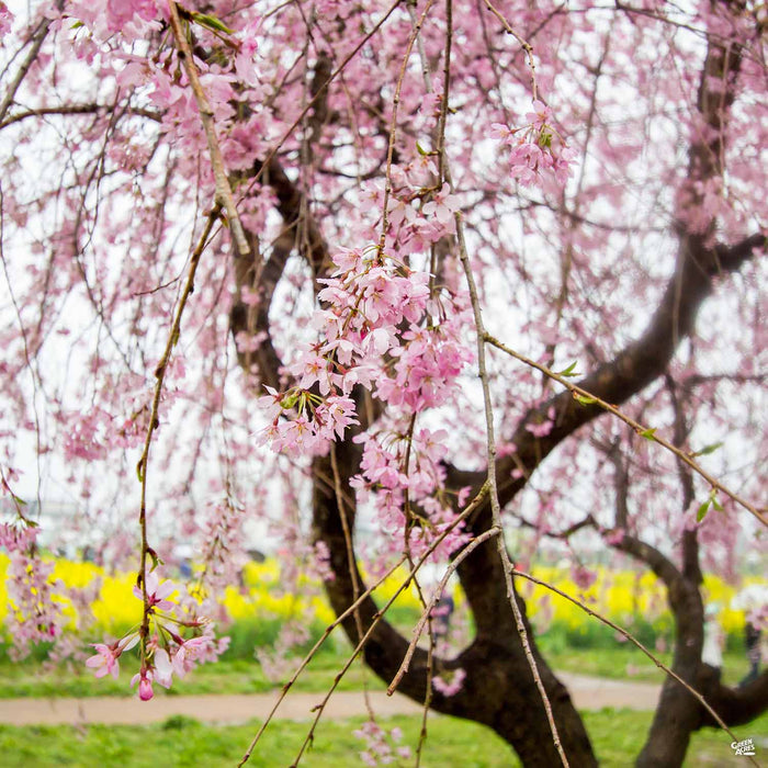 Pink Weeping Cherry
