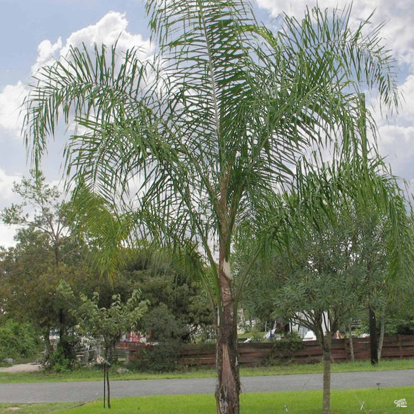planting a queen palm tree Queen Palm — Green Acres Nursery & Supply