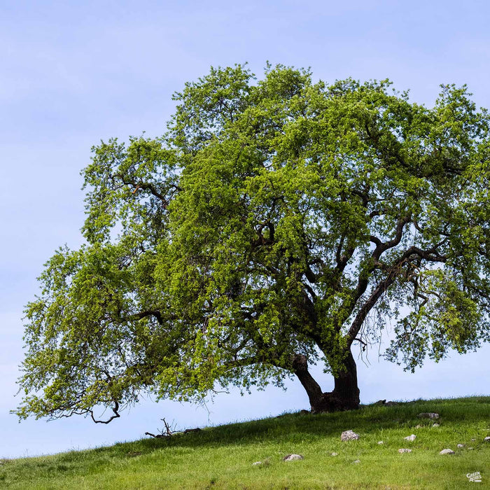 Quercus lobata Valley Oak