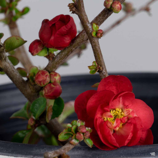 Double Take Scarlet Storm Flowering Quince