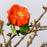 Double Take Orange Storm Flowering Quince