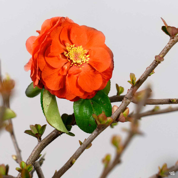 Quince_Chaenomeles_DoubleTake_