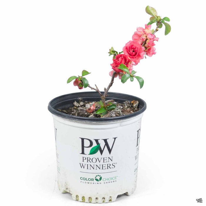 Double Take Pink Storm Flowering Quince 01T