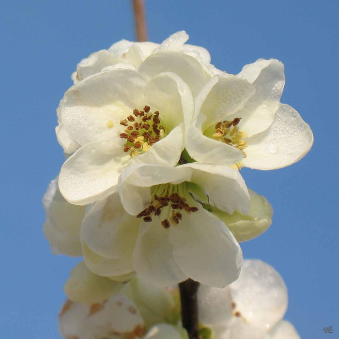 Chaenomeles Flowering Quince 'Jet Trail'