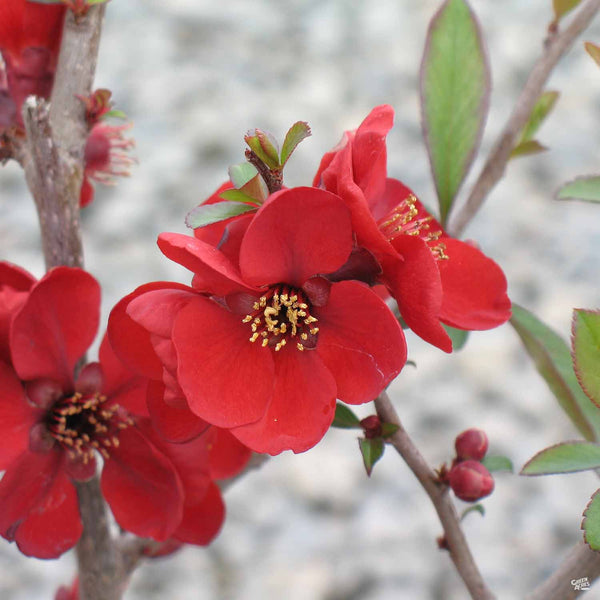 Quince_Chaenomeles_Kurokoji_60