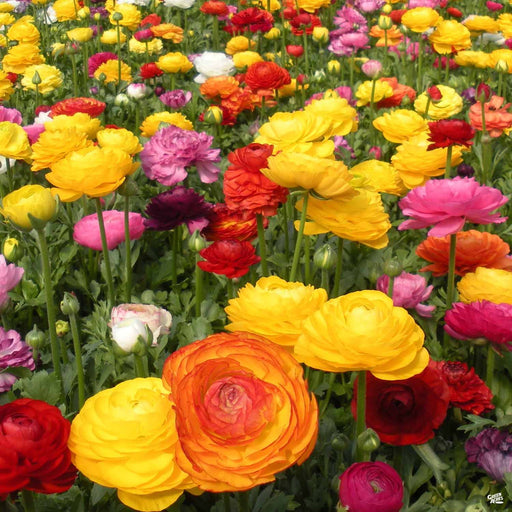 Green Acres Nursery & Supply