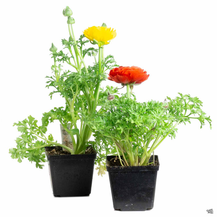Ranunculus - Two 4 inch containers