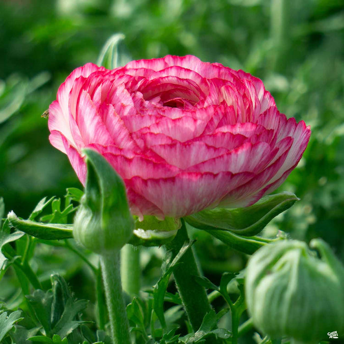 Pink and White Ranunculus