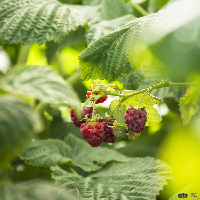 Raspberry 'Canby Red'