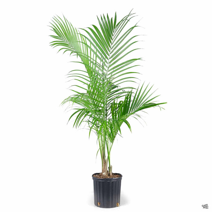 Majesty Palm 10 inch