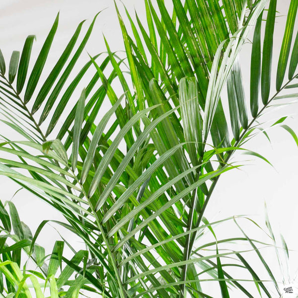 majestic palm plant Majesty Palm — Green Acres Nursery & Supply