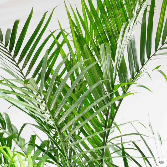 majesty palm ravenea plant Majesty Palm — Green Acres Nursery & Supply
