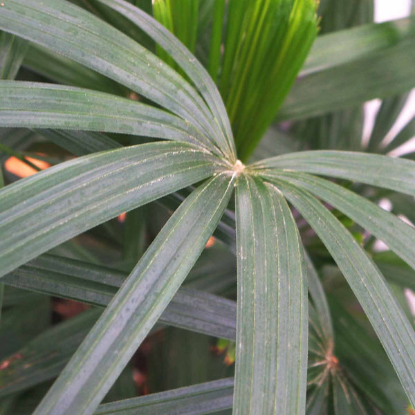 Lady Palm — Green Acres Nursery & Supply