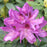 Rhododendron 'Anah Krushke'