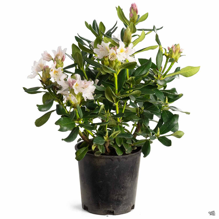 Rhododendron Cunninghams White 2 gallon