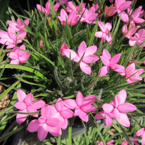 Pink Rhodohypoxis