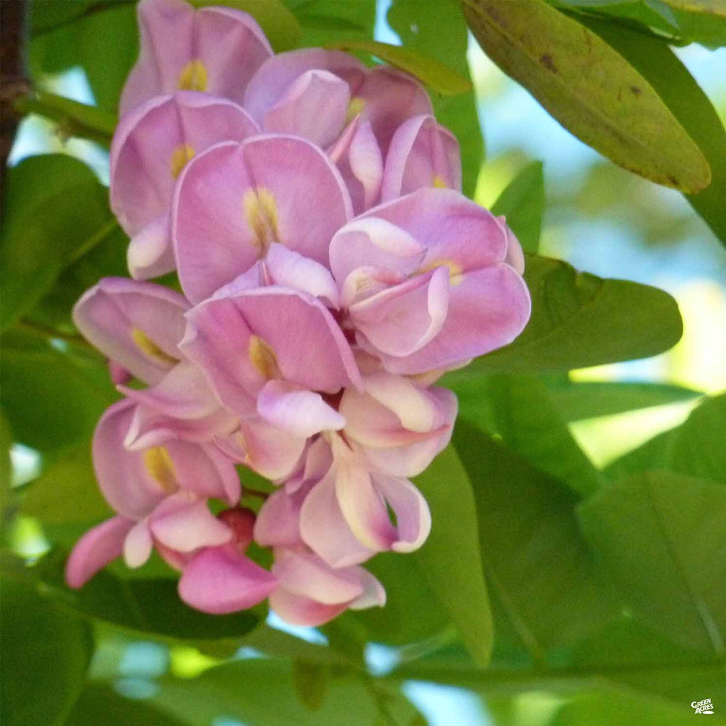 Locust 'Purple Robe' — Green Acres Nursery & Supply