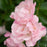 Appleblossom Flower Carpet Rose