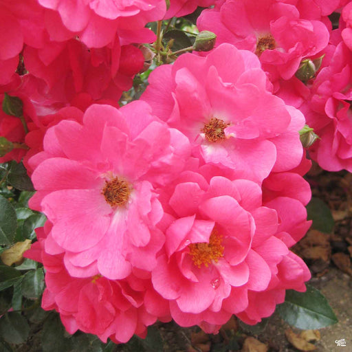 Pink Supreme Flower Carpet Rose