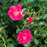 Pink Supreme Flower Carpet Rose 