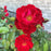 Scarlet Flower Carpet Rose