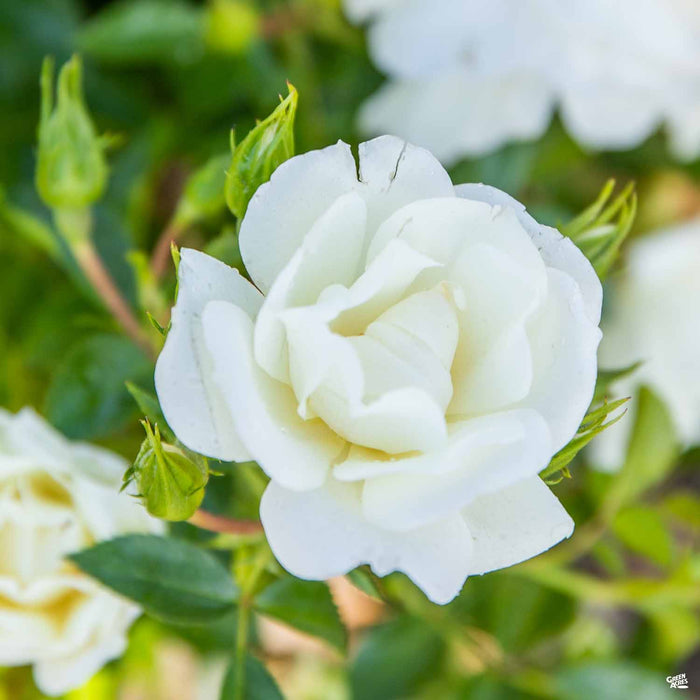 White Flower Carpet Rose