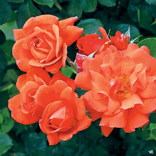 'Above All' Climbing Rose
