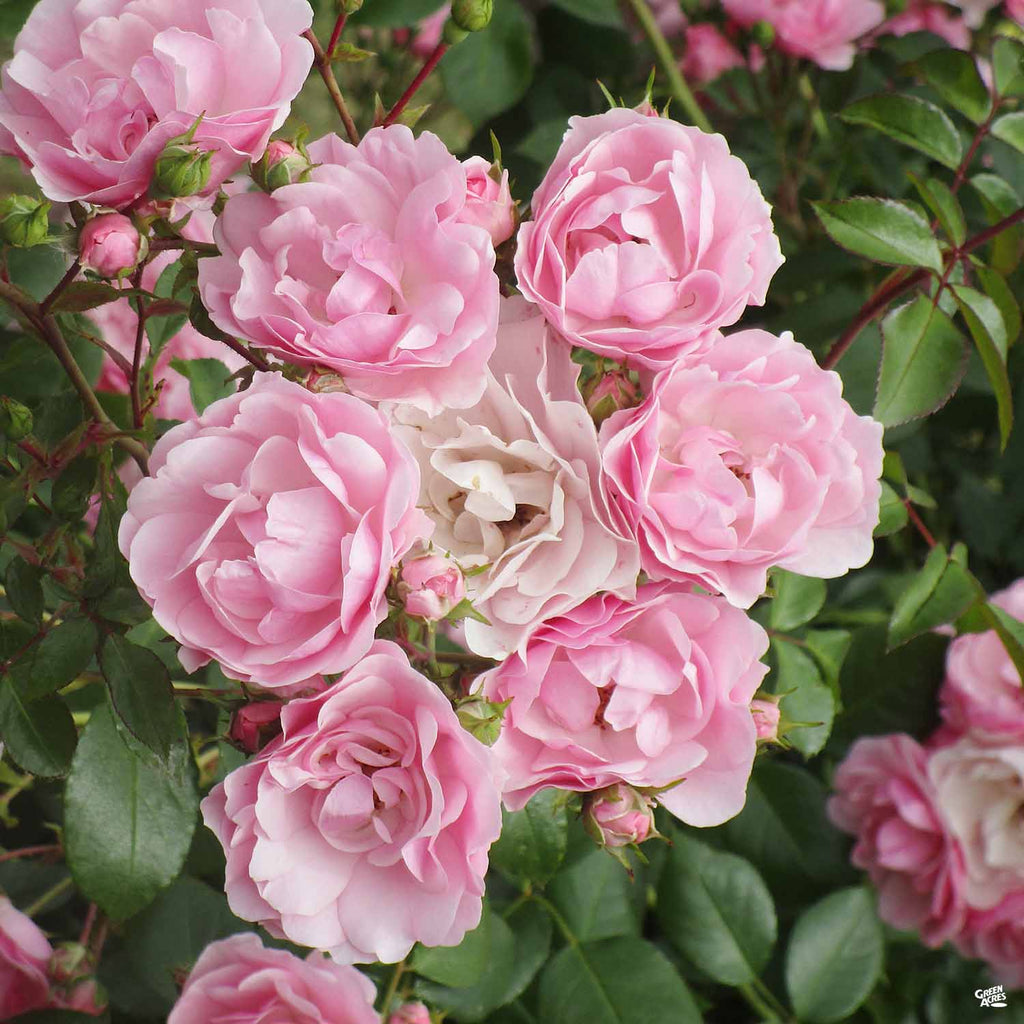 Climbing Rose 'Peggy Martin' — Green Acres Nursery & Supply