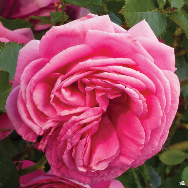 Rosa_Climbing_PrettyInPinkEden