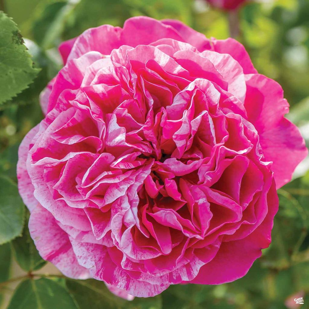 Climbing Rose 'Raspberry Cream Twirl' Bareroot — Green Acres Nursery ...
