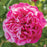 'Raspberry Cream Twirl' Climbing Rose
