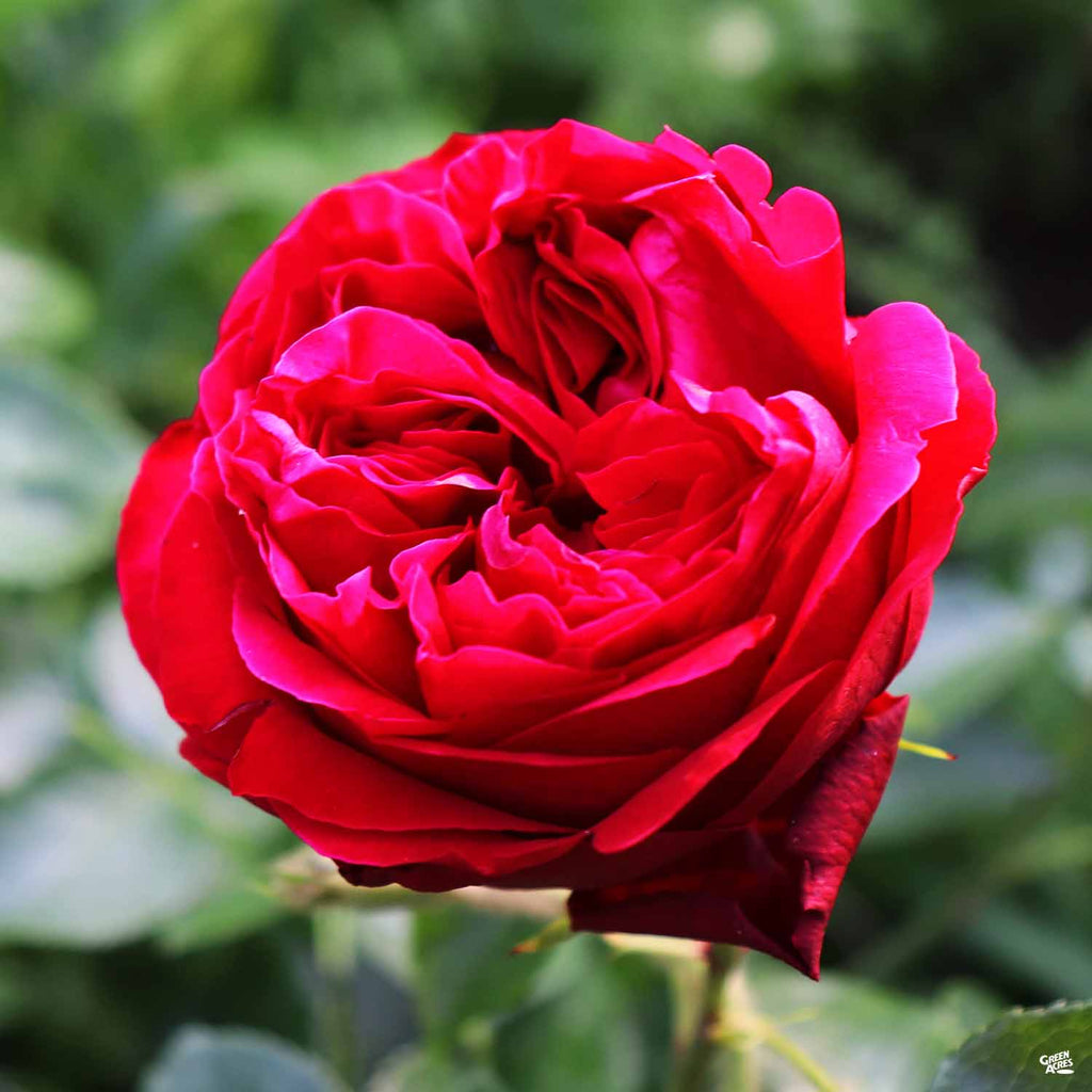 Red Rosen Layer Red Eden® Climbing Rose Bareroot — Green Acres Nursery & Supply