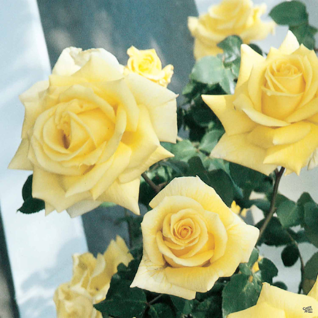 Climbing Rose 'Royal Gold' — Green Acres Nursery & Supply