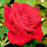 Drop Dead Red Rose