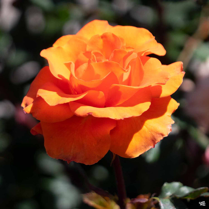 'Gingersnap' Rose
